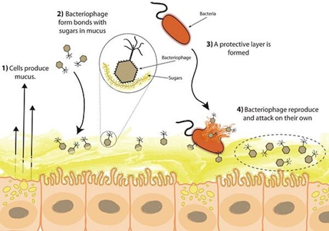 mucus-système-immunitaire