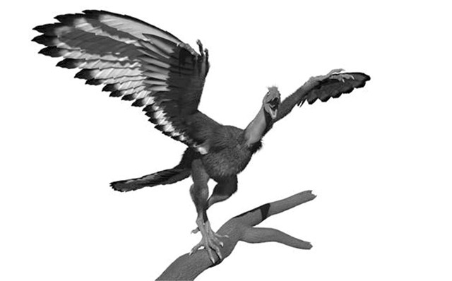 Archaeopteryx lithographica-2