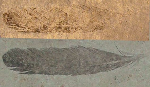 Archaeopteryx lithographica-analyse-plumes