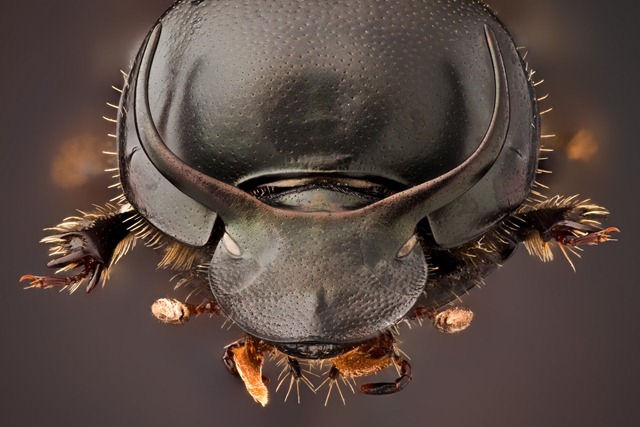 Onthophagus taurus1