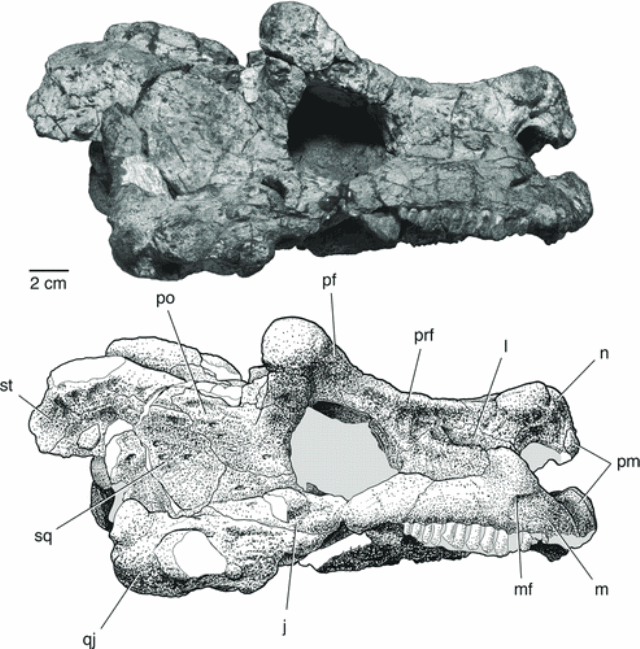crâne-Bunostegos akokanensis