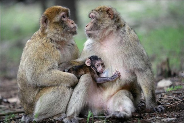 couple macaque1