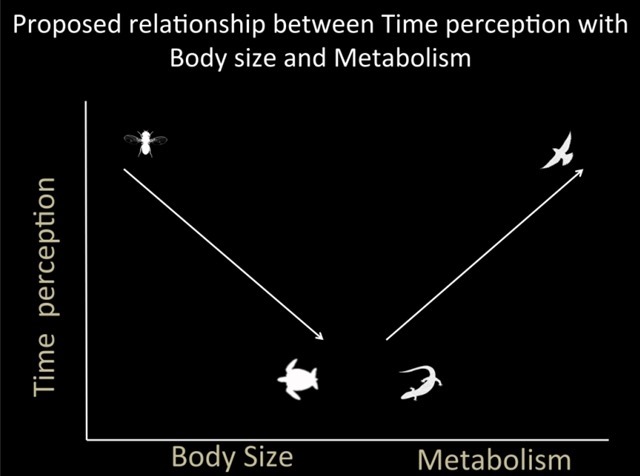 Taux métabolliques vs perception du temps2