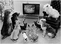 chiens-TV