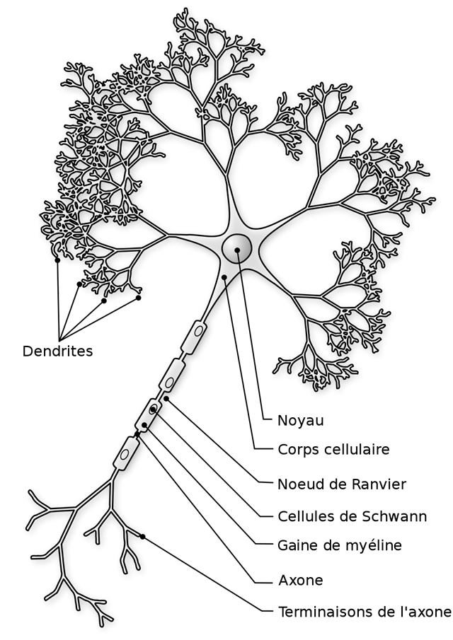 Neurone12