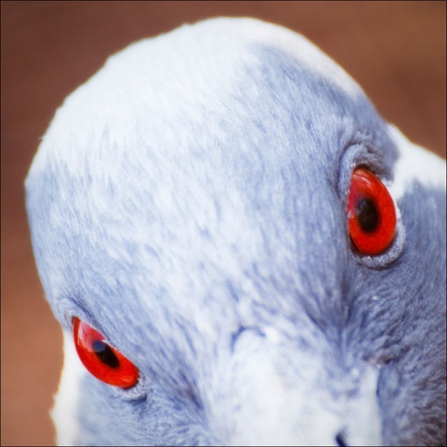 Pigeon-UV