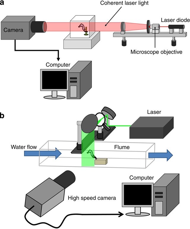 holographie et Vélocimétrie par Image de Particules-hippocampe