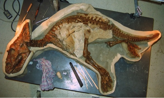 squelette-ceratopside