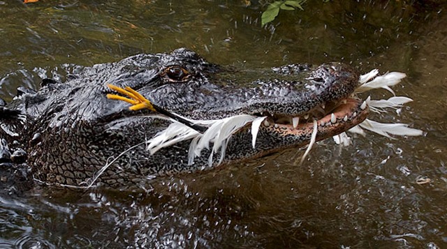 Alligator mississippiensis après une approche aux batons