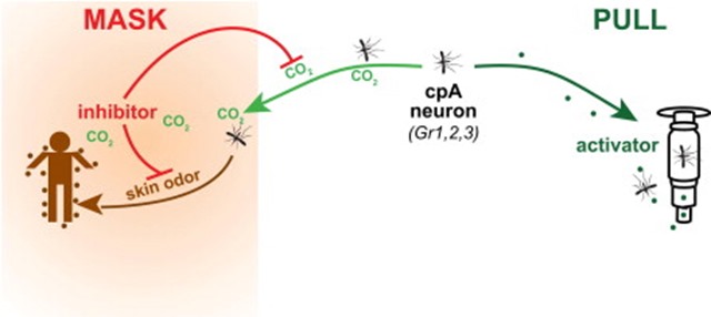innhibiteur-neurones-cpA-moustique