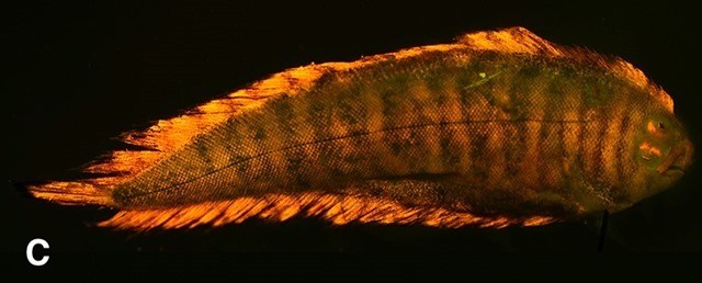 Soleichthys heterorhinos