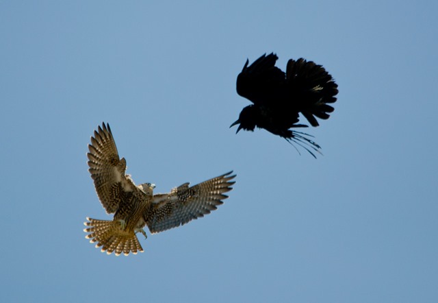 faucon-vs-corbeau