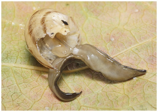 Platydemus manokwari-escargot