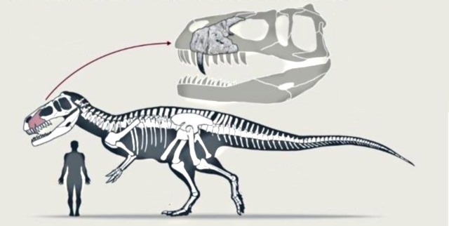 Torvosaurus gurneyi 3