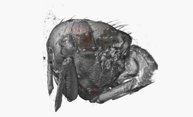 thorax-3D-Calliphoridae