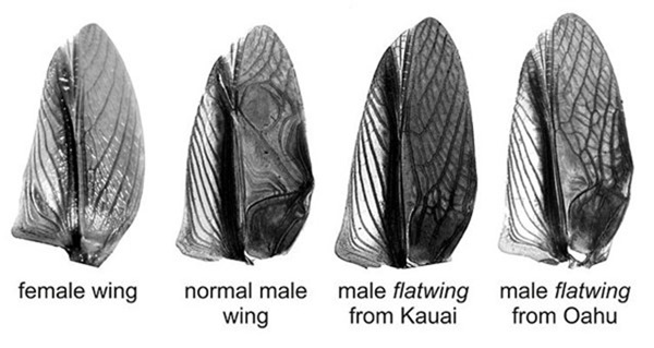 mutation-aile-grillon-Oahu-Kauai