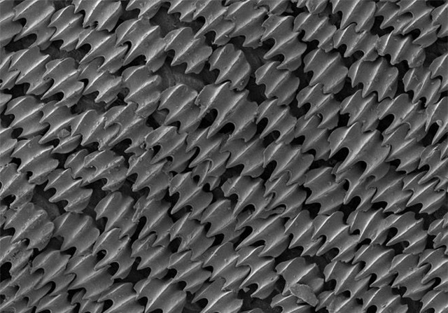 peau requin-microscope
