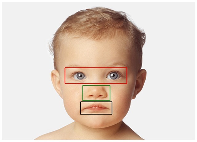 Baby schema in human and animal faces induces cuteness perception and gaze allocation in children
