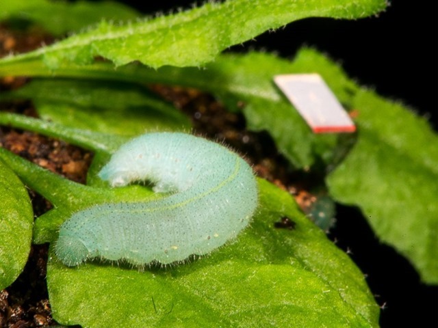 Chenille- Arabidopsis