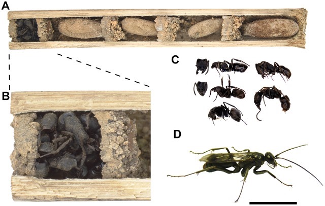 Deuteragenia ossarium-cadavres-fourmis