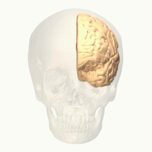 cortex cingulaire antérieur