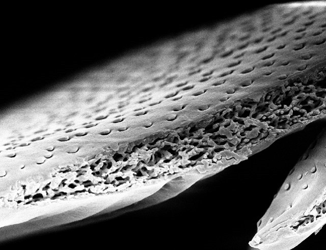 Cyphochilus-Scanning electron micrographs