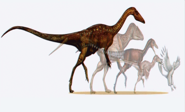 Evolution-dinosaures-oiseauxGuruMeditation.gif