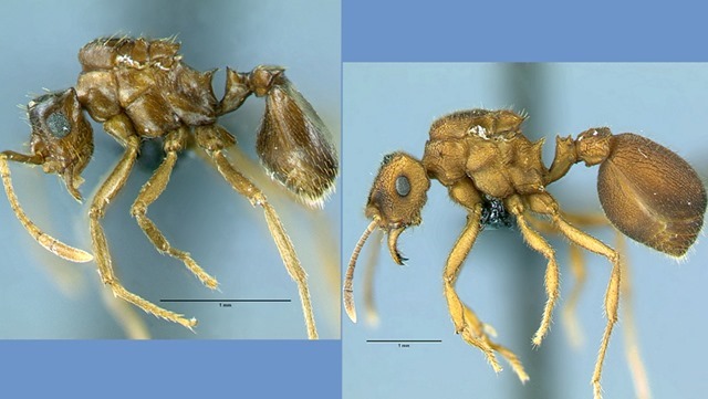 Mycocepurus goeldii -Mycocepurus castrator