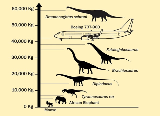 Comparaison-Dreadnoughtus-schrani