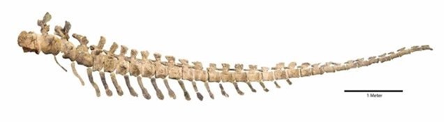 Dreadnoughtus-schrani-squelette1