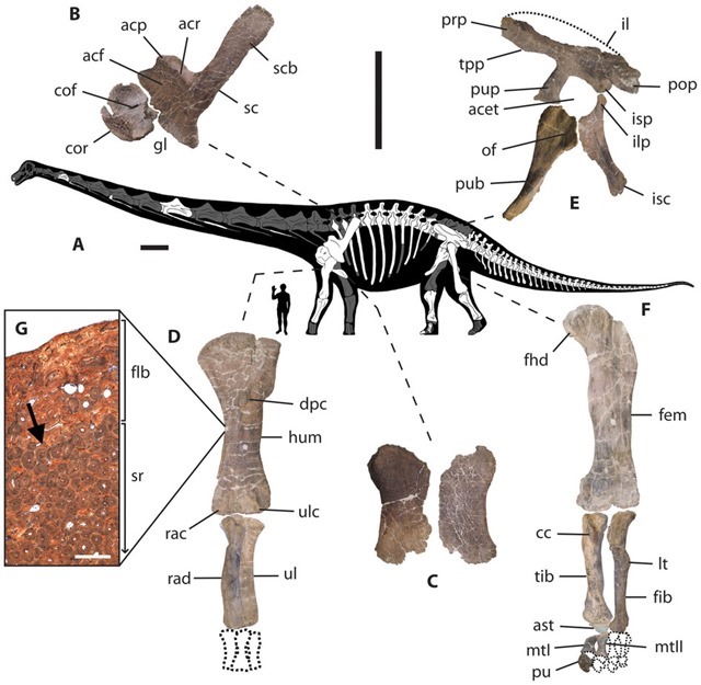 Dreadnoughtus-schrani-squelette2