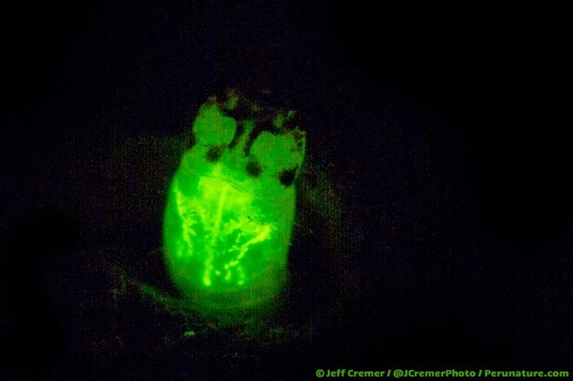 ver-bioluminescent-taupin2