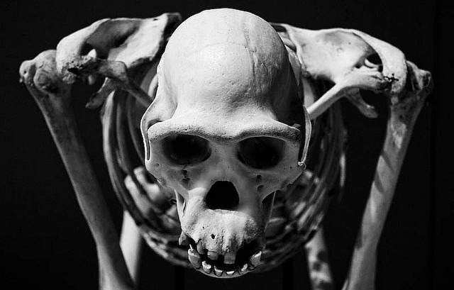 chimpanzee-squelette