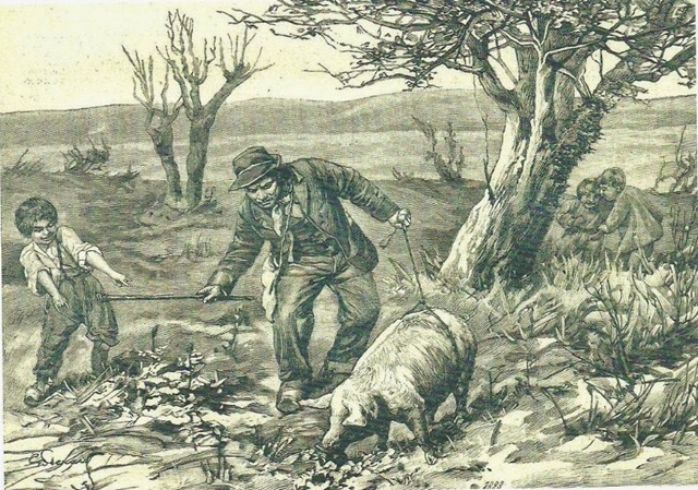 récolte-truffe-1905