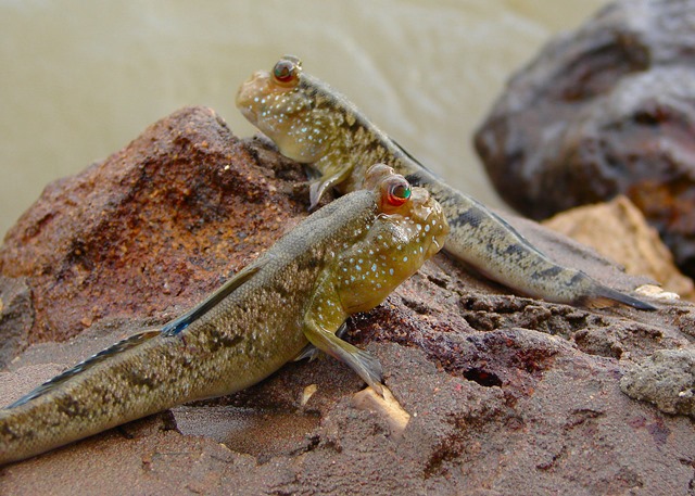 1200px-GambianMudskippers