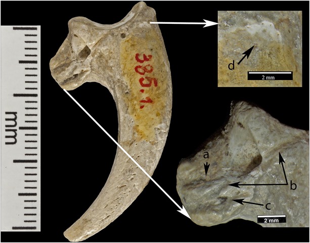 Ornement-pigargue-néandertthal1