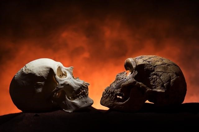 Néanderthal-VS menton homo