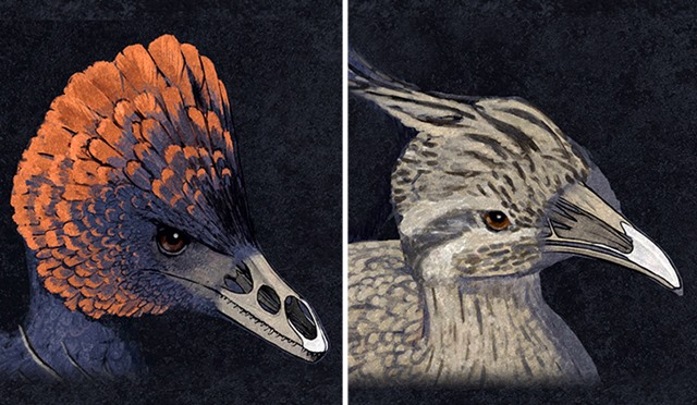 Anchiornis- tinamou
