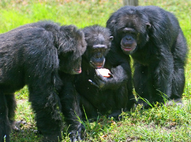 Chimpanzees-nourriture