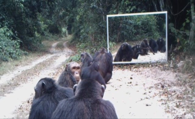 Chimpanzés-miroir