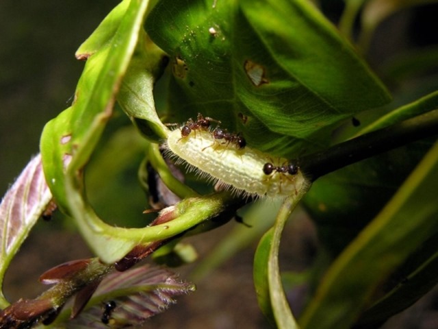 Arhopala japonica parasite fourmis3