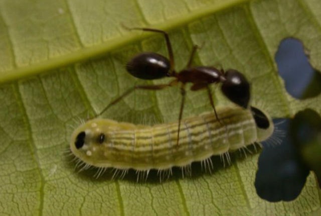 Arhopala japonica parasite fourmis