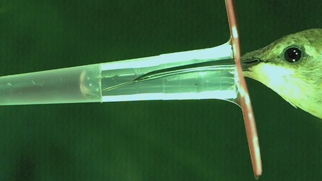 colibris-micropompe