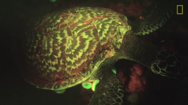 tortue-biofluorescence