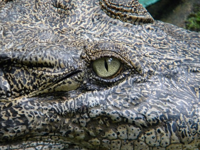 sommeil-crocodile