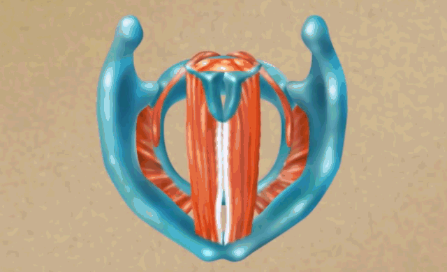 Larynx-cordes vocales