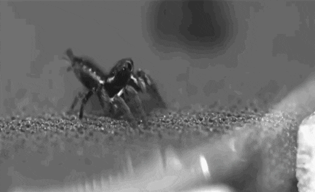 araignée-sauteuse-encas