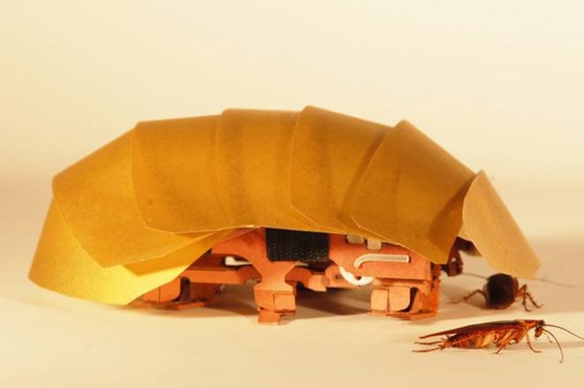 blattes-aplaties-robot