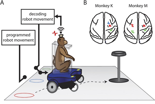 Interface neuronale directe-singe_fauteuil