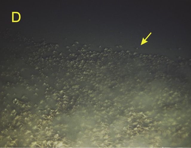 galathée pélagique migration2